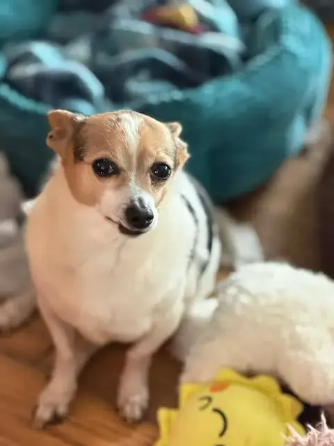 Sampson *Fta*