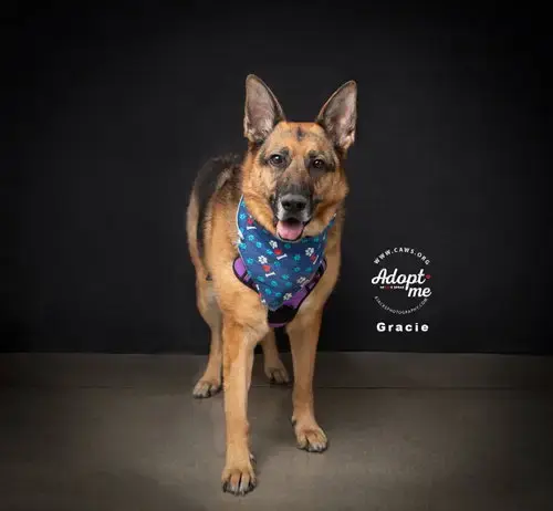 Gracie