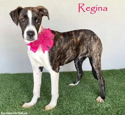 Regina