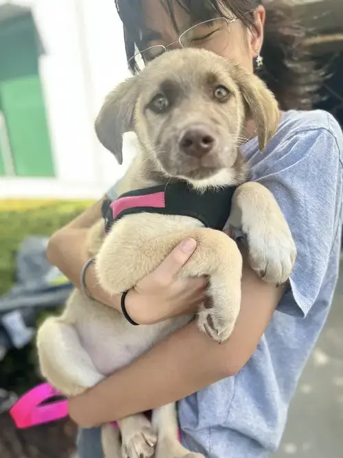 Copper