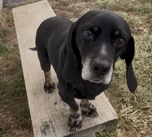Harvey