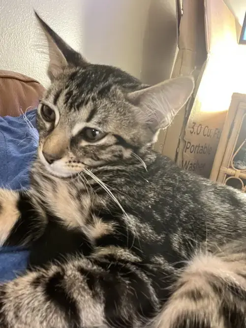 Dumpling