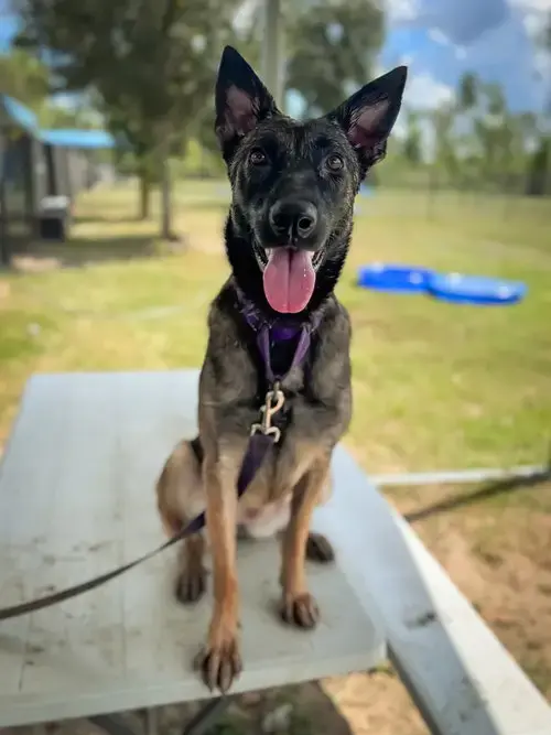 Penny