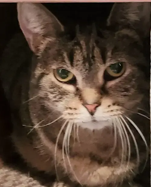 Lydia