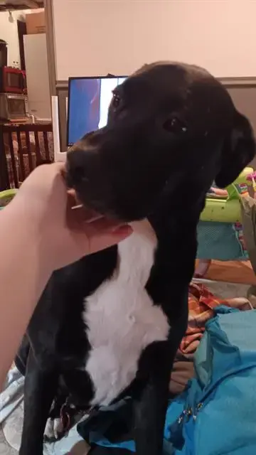 Scout