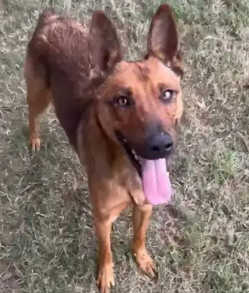 Fox