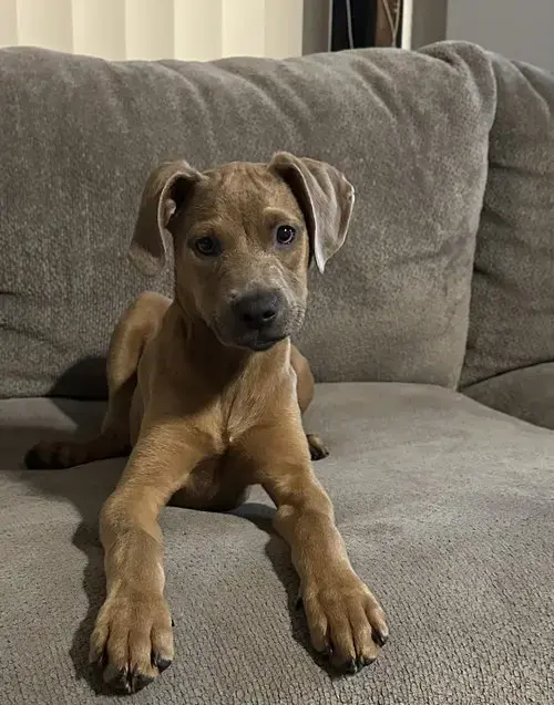 Ava
