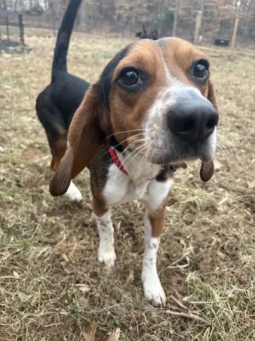 Rocky Beagle