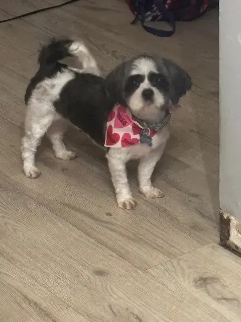 Bijou