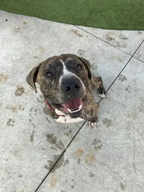 Bolo