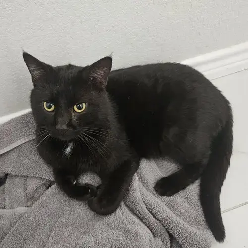 Eddie