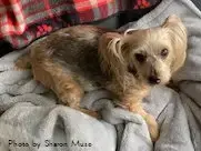 Teddy