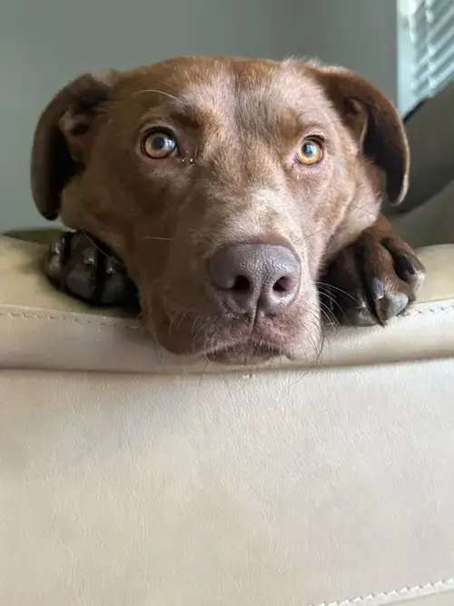 Sable
