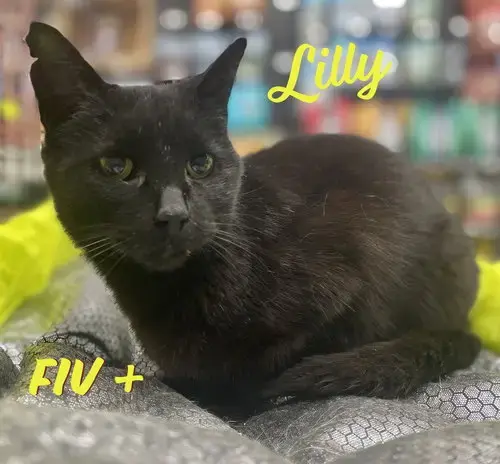 Lilly #Mini-Panther