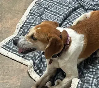 Ollie: “My Home To Yours”