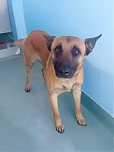 Zorro