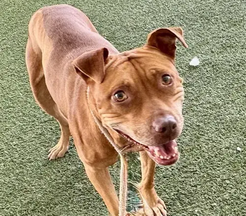 Tootsie