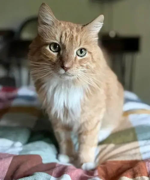 Tj