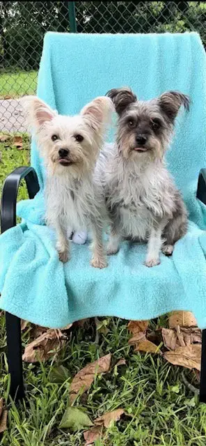 Bella & Cookie