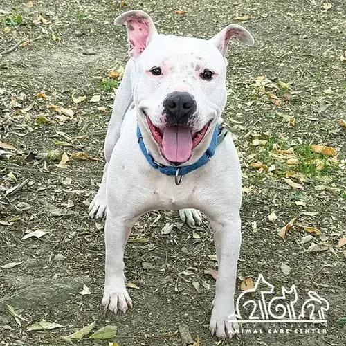 Jax