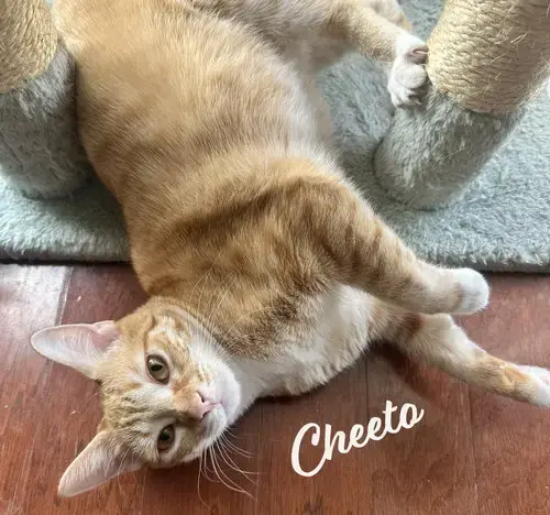 Cheeto #Bestie-Of-Cheets