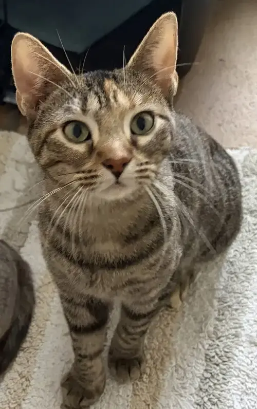 Freya
