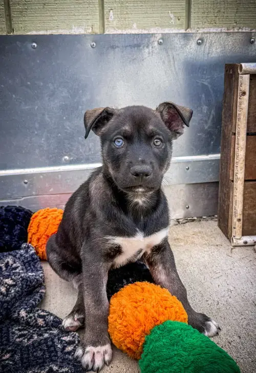 Marilynn'S Puppy Murphy