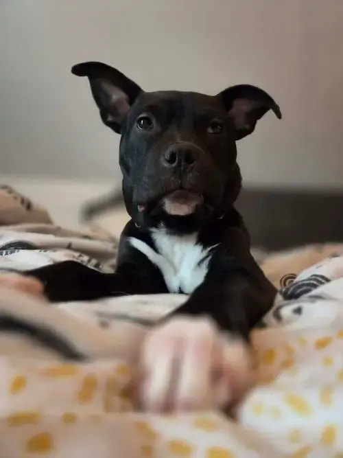 Snoop