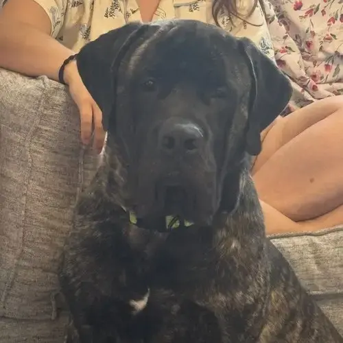 Bruno