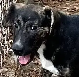 Taz