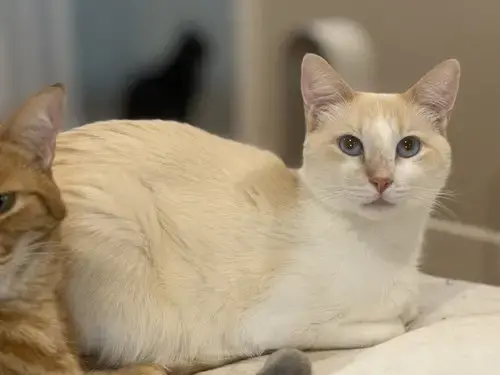 Biscuit