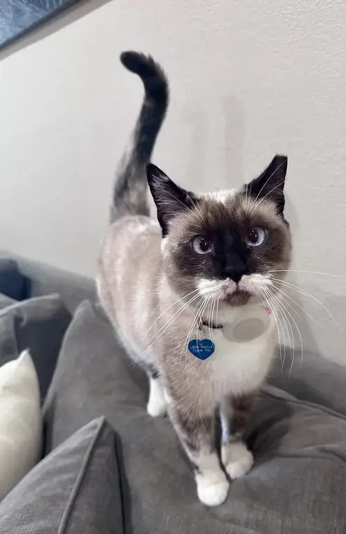Lady Lulu