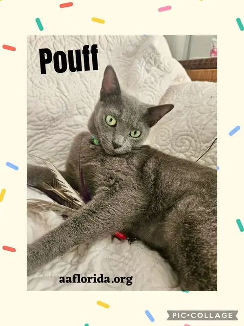 Pouff