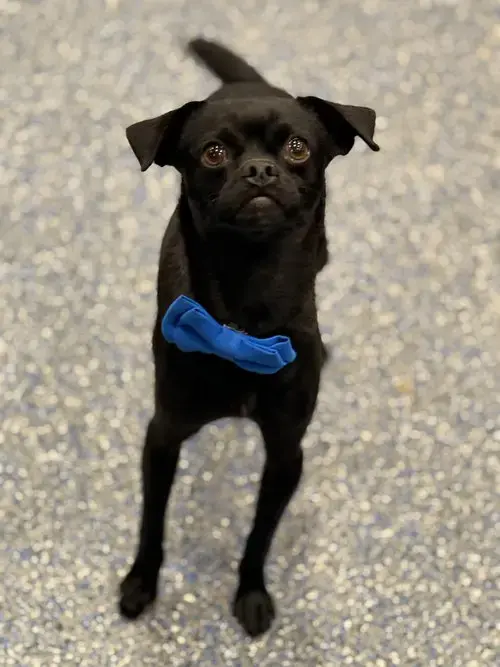 Vito