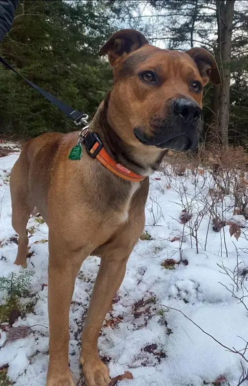 Boone