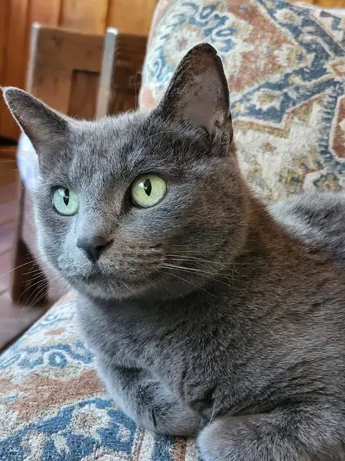 Missy