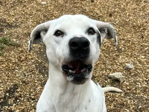 Marley