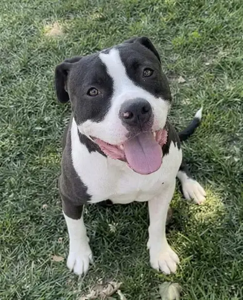 Frankie