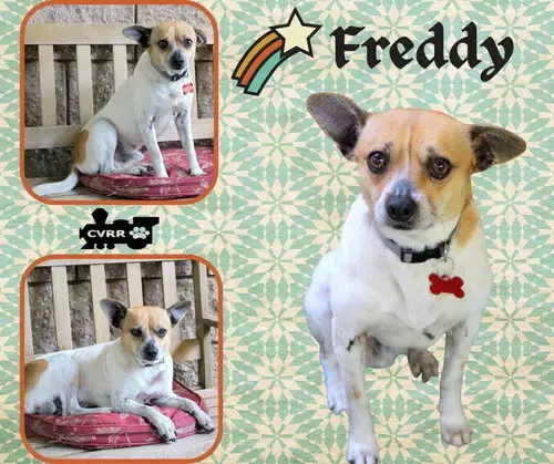 Freddy