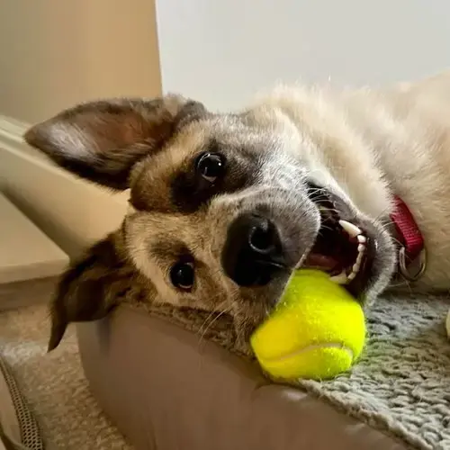 Willow