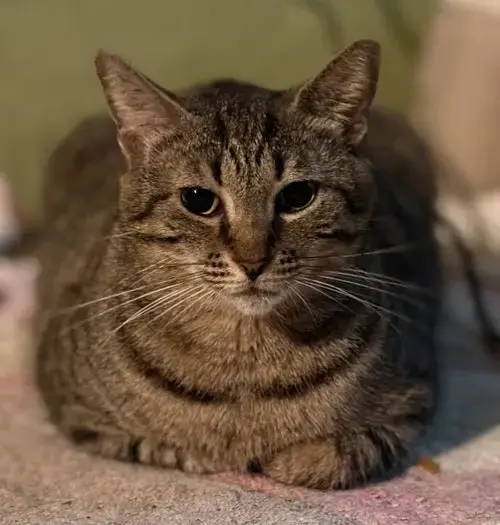 Rosie Psp