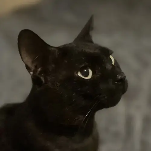 Beau