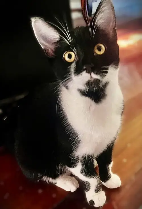 Margo