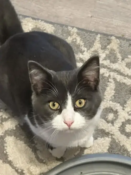 Howie