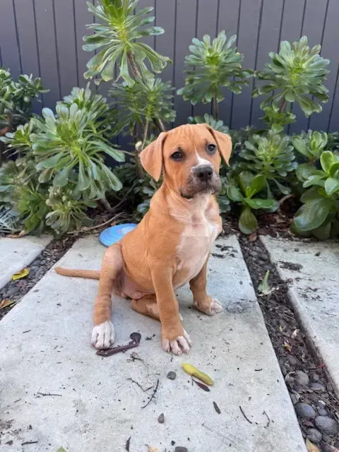 Sawyer