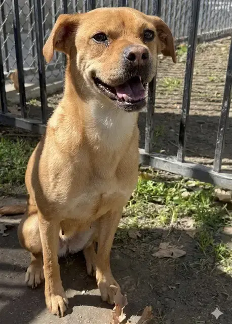 Heidi