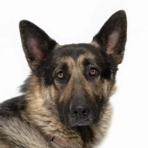 Beau