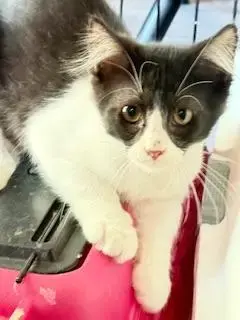 Moe