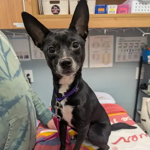 Piper