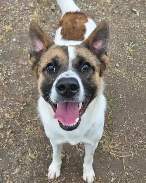 Odin